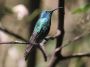 CostaRica06 - 019 * Green Violet-Ear Hummingbird